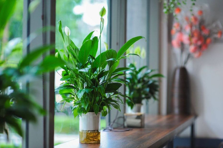 plante dépolluante