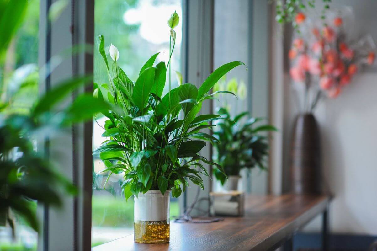 plante dépolluante
